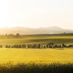 Canola field sunrise light country yellow Canola field sunrise light country yellow
