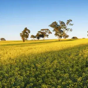 Canola fields Canola fields