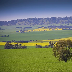 Canola fields ready for harvest, Clare Valley, South Australia