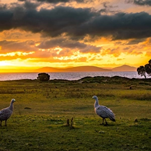 Cape barren goose coapleat Maria Island, Tasmania