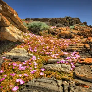 Cape Wickham in late springtime with wildflowers blooming, north coastline of King Island