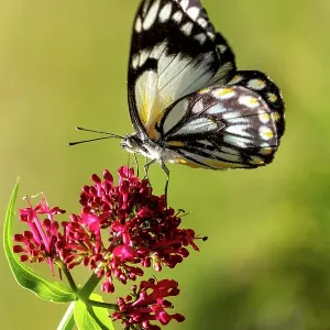 A Caper White Butterfly on a Red Valerian flower A Caper White Butterfly on a Red Valerian flower
