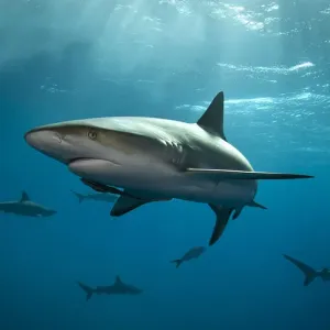 Caribbean Reef Shark in the Bahamas Caribbean Reef Shark in the Bahamas