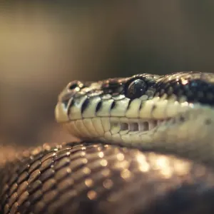 Carpet Python Carpet Python