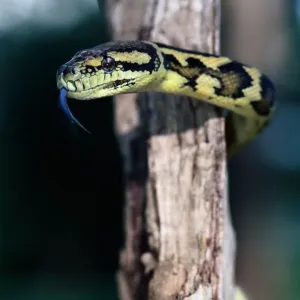 Carpet python Print on tree trunk, Australia