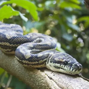 Carpet Python Print - Close-up Branch Portrait