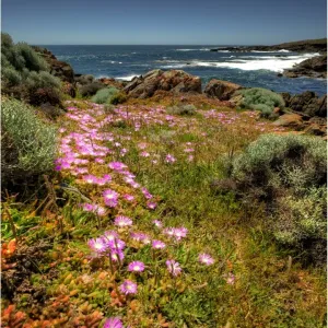 Carpobrotus blooms at Cape Wickham Carpobrotus blooms at Cape Wickham