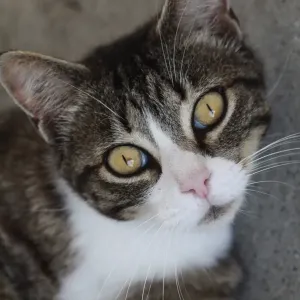 Cat with whisker
