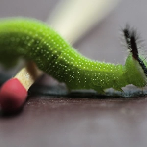 Caterpillar walking over matchstick