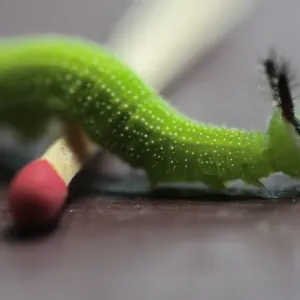 Caterpillar walking over matchstick Caterpillar walking over matchstick