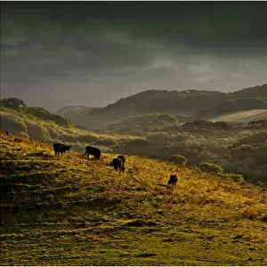 Cattle grazing in afternoon light on King Island, Bass Strait, Tasmania