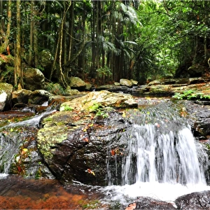 Cedar Creek rainforest, Tamborine mountains, Queensland, Australia