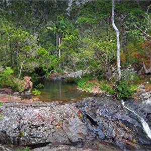 Cedar Creek rainforest, Tamborine mountains, Queensland, Australia