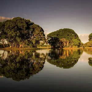 Centennial Park Print, Sydney NSW