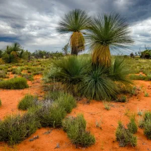 Central Auatralia Grass trees