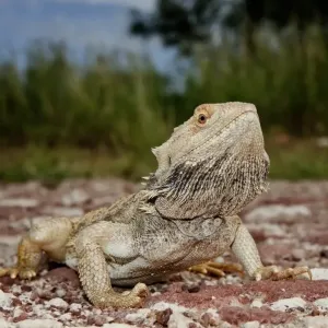 Central Bearded Dragon (Pagona vitticeps)
