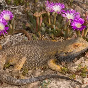 Central Bearded Dragon (Pogona vitticeps) Central Bearded Dragon (Pogona vitticeps)