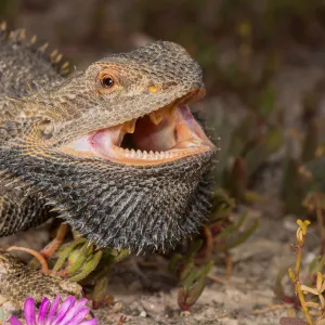 Central Bearded Dragon (Pogona vitticeps)