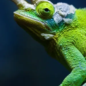 Chameleon Chameleon