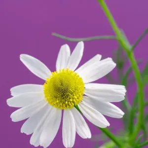 Chamomile flower