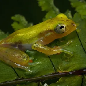 Zypressenfrosch sitzt auf den Blättern des Diplaziums Zypressenfrosch sitzt auf den Blättern des Diplaziums