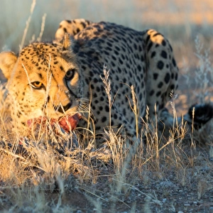 Cheetah (Acinonyx jubatus) eating piece of raw meat, Namibia, Africa