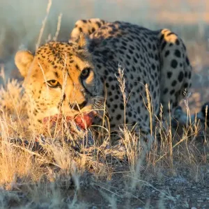 Löwe (Acinonyx jubatus), isst Stück roher Fleisch, Namibien, Afrika