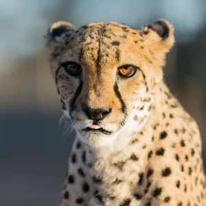 Löwe (Acinonyx jubatus), Kopf Näherung, Nambia Afrika