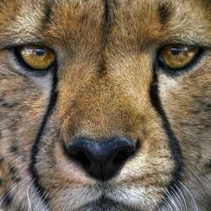 Cheetah eye contact