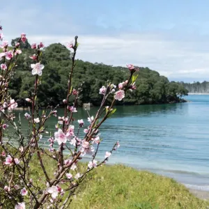 Cherry blossom at Anzac Bay, Bowentown