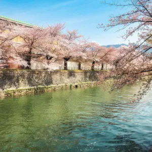Cherry blossom on the riverside in Kyoto Cherry blossom on the riverside in Kyoto