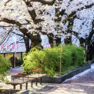 Cherry blossom in Tokyo