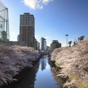 Cherry blossom in Tokyo