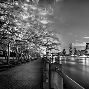 Cherry Blossom tress of Roosevelt Island in black and white