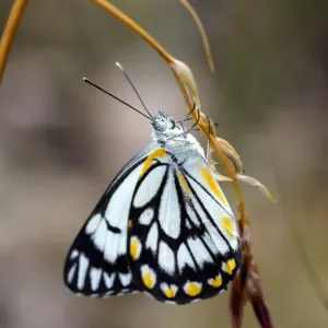 Chiltern Forest Butterfly Chiltern Forest Butterfly