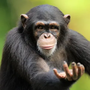 Chimpanzee, (Pan troglodytes troglodytes)