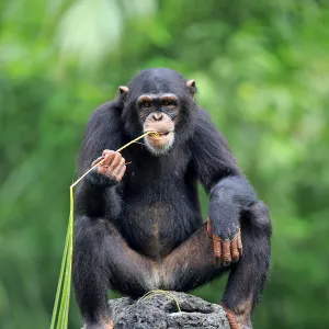 Chimpanzee, (Pan troglodytes troglodytes)