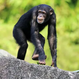 Chimpanzee, (Pan troglodytes troglodytes) Chimpanzee, (Pan troglodytes troglodytes)