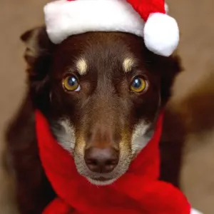 Christmas Christmas