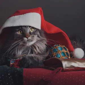 Christmas Christmas