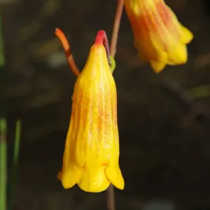 Christmas Bell (Blandfordia grandiflora)