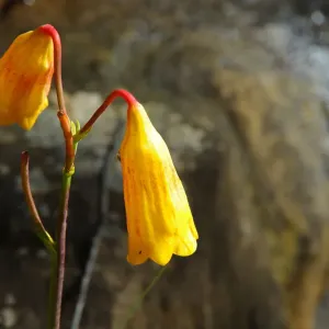 Christmas Bell (Blandfordia grandiflora) Christmas Bell (Blandfordia grandiflora)