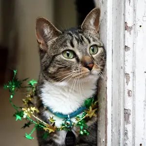 Gato de Navidad