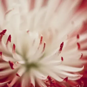 Chrysanthemum flower Chrysanthemum flower