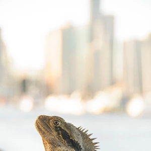 City lizard