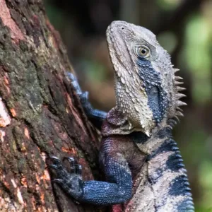 Climbing dragon Climbing dragon