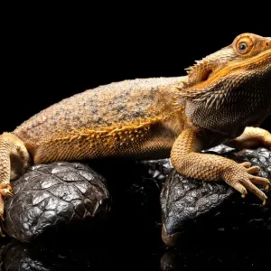 Close up of an Australian Water Dragon sitting on a Shingleback Skink against a black