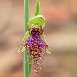 A close up of a bearded orchid A close up of a bearded orchid