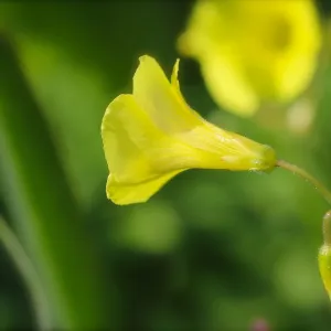 Flowers Collection: Beautiful Australian Wild Flowers
