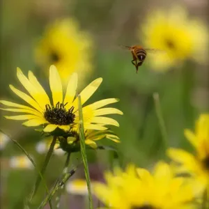 Australian Bee Print: National Park Floral Scene Australian Bee Print: National Park Floral Scene